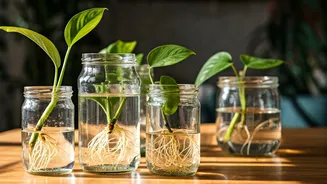 Upcycle Old Glass Jars Into Elegant Hydroponic Propagation Stations