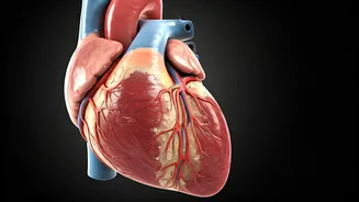 Too Much Calcium Can Harm Your Heart