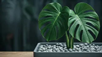 Unlock Plant Paradise: The Ups and Downs of Pebble Trays for Your Green Friends