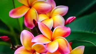 Best tropical plants for Indian gardens
