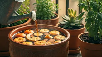 Supercharge Balcony Flora Combinations Pouring Fruit Peel Soak Infusions