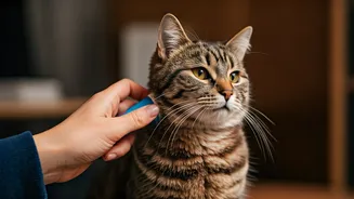 Allergic to Affection? Viral Clip Shows Creative Ways to Pet Your Cat Without the Itch!