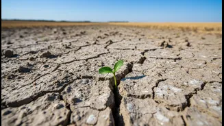 Salty Farmland Needs Better Soil Science Stories