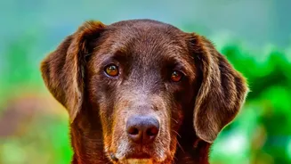 No Universal Portion Makes Chocolate Safe across All Pets