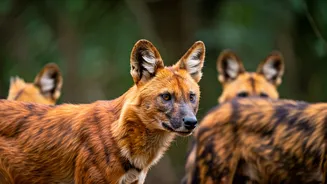 Unveiling India's Endangered Wild Dogs: 5 National Parks to Explore