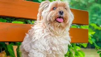 Preventing Dog Park Stress: Essential Etiquette Rules For Apartment Pet Parents