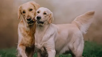 Protecting Dogs From Post-Monsoon Humidity: Tips For Healthy Skin And Shiny Coats
