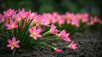 Rain Lilies Are Perfect For Lazy Plant Parents