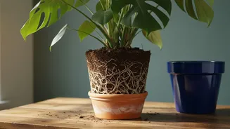 The Calendar Alone Should Not Decide When a Plant Is Repotted