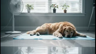 A Better Indian Context for Indoor Pet Overheating in Humid Homes and Cooling