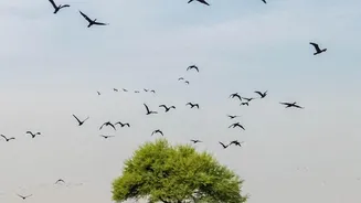New Report Finds More Than Half of Migratory Bird Species Declining