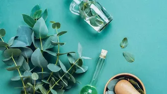 Eucalyptus Aroma May Feel Refreshing, But Skin Safety Comes First