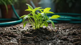 Monsoon Mistakes That Could Kill Your Plants