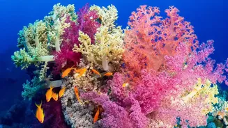 Bleached Coral Recovery Through Healthy Contact: What The Study Shows