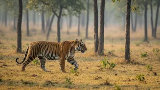 How To Explore Central India’s Tiger Parks Independently Using Low-Cost Rail Passes
