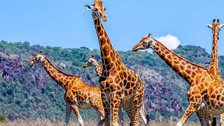 A Travel Option For Safari Enthusiasts: Exploring IRCTC Wildlife Tours From Mumbai
