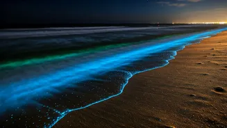 Night Enthusiasts Flock To Karnataka For Glowing Ocean Beach Walks