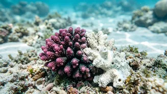 Scientists Show Direct Coral Contact Can Help Reverse Bleaching In Lab