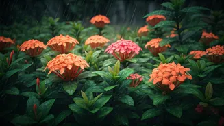 Best Plants That Thrive Through India's Wettest Season