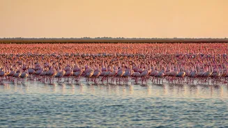 Maharashtra's Pink Spectacle: Your Guide to Experiencing Flamingos This Season!
