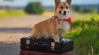 What First-Time Pet Travellers Should Know About Carriers, Breaks And Destination Rules