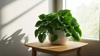 Indoor Plants Are The Cheapest Room Upgrade