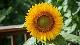 Sunflowers on Your Balcony: Bloom Guide