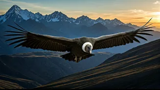 Giants of the Skies: Exploring the 10 Largest Birds on Earth and Their Habitats