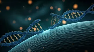 The Science of Sleep: Unpacking the 7-Hour Cycle and Your Body's Repair Crew