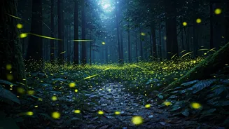 This Rainy Adventure Happens Only After Dark