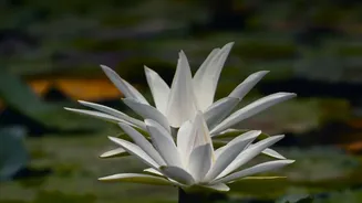 Udupi's Lotus Farm Produces Daily Blooms for Local Flower Buyers