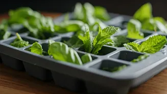 Genius Olive Oil Hack Keeps Summer Herbs Fresh Weeks