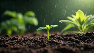 Rainy Days, Happier Gardens