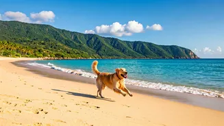Owners Are Choosing Destinations Their Pets Can Enjoy