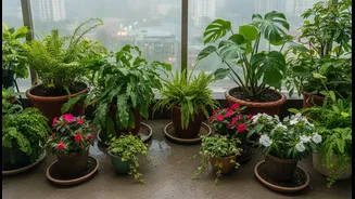 Wet Balcony Gardening Needs Less Watering, More Soil And Tray Checks