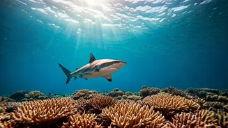 Maldives' Shark Encounters: Hina Khan's Thrilling Dive & Top Destinations