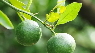 How Climate And Cultivation Give Indi Lime Its Recognisable Character