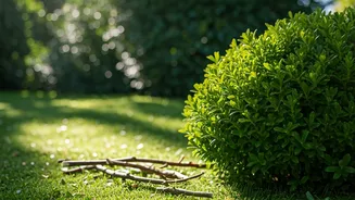 Pre-Monsoon Pruning Saves Plants From Messy Growth