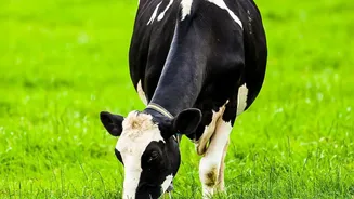 How Heat Stress Could Influence Dairy Productivity And Prices