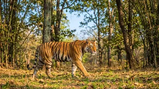 Maharashtra Wildlife Holidays Get a New IRCTC Booking Option
