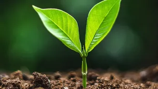 The August Sowing Window: Home Gardeners Can Use Container Depth to Improve August Seed Selection