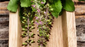 Plant Tulsi Mint And Coriander On Kitchen Windowsills For Fresh Winter Cooking Flavours