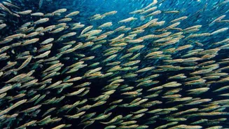 Divers, don't miss this spectacular ocean phenomenon