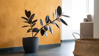 Rotate houseplants for better growth
