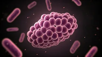 A Short Walk After Dinner Could Benefit Your Gut
