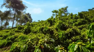 Coorg Coffee Estate Stays Gain Popularity Among Off Season Travellers Seeking Unwind Time In Nature