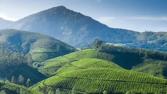 South Indian Travel Tips: How to Pick Between Munnar and Ooty for November