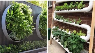 These plants are perfect for your vertical garden