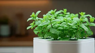 Urban Youngsters Use Hydroponic Kits For Fresh Kitchen Countertop Mint