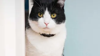 A Cat Safety Audit Starts with Windows, Doors and Screens